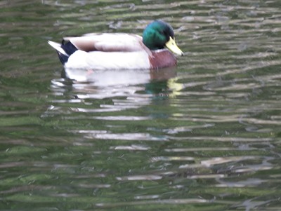 IMG_0929_.jpg