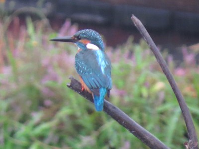 IMG_0975_.jpg