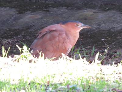 IMG_1061_.jpg
