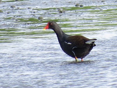 IMG_1208_.jpg