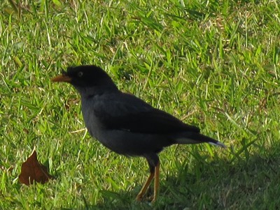 IMG_1148_.jpg