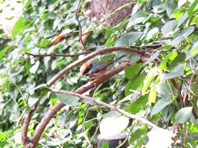 IMG_1268_.jpg