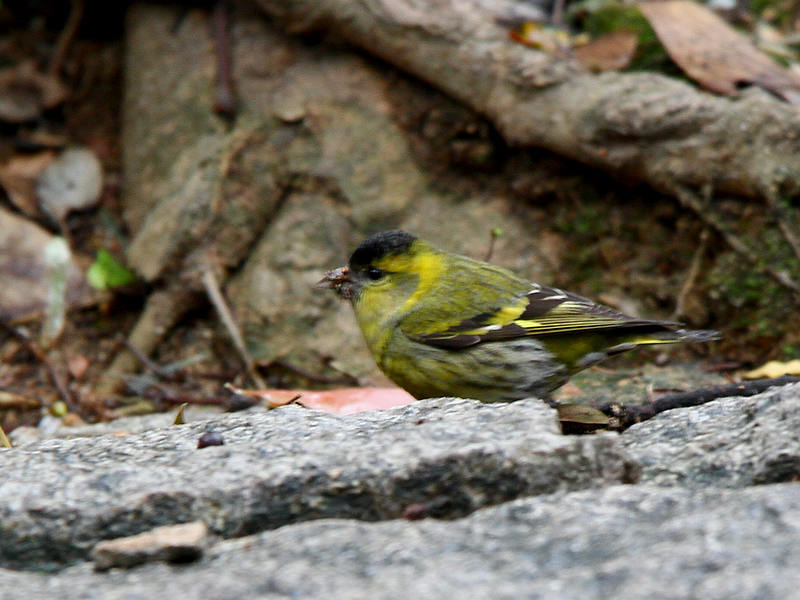 2013_02_08_0008a.jpg