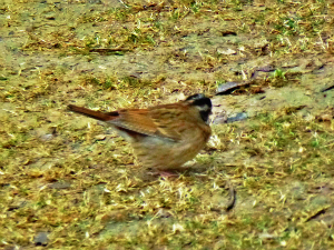 psb_meitu_21.jpg