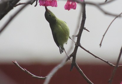 IMG_1490_.jpg
