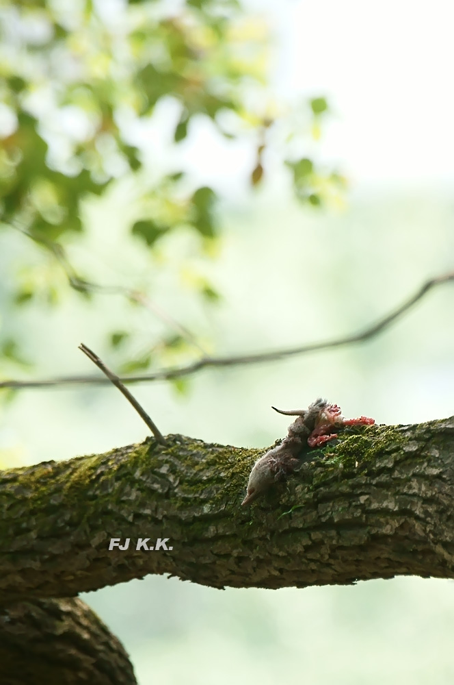 DSC02214a.jpg