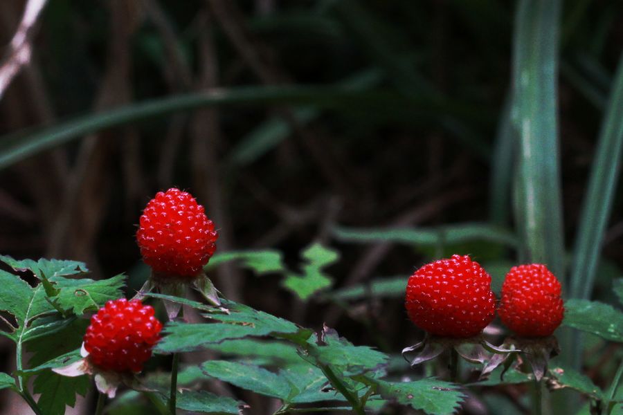 a6940.jpg