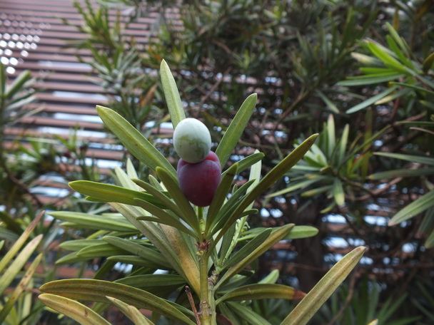 DSCF6247޺-0.jpg