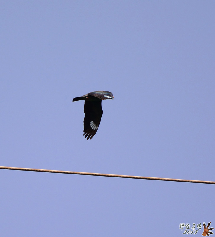 DSC_1726.JPG