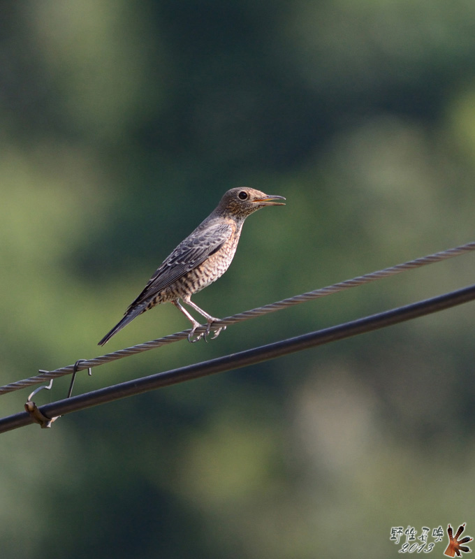 DSC_1675a.jpg