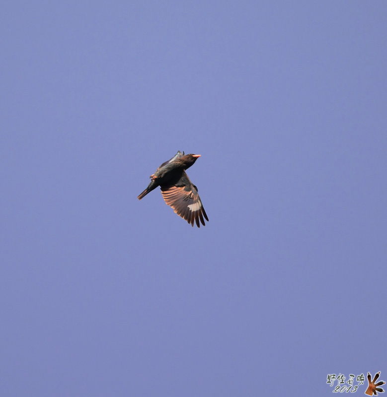 DSC_1724a.jpg