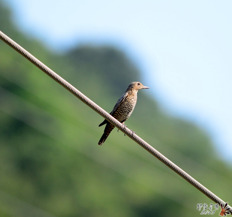 DSC_1691a.jpg