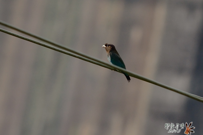 DSC_1785a.jpg