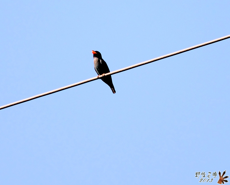 DSC_1612a.jpg