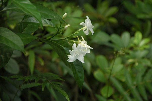 DSC_5968___.jpg