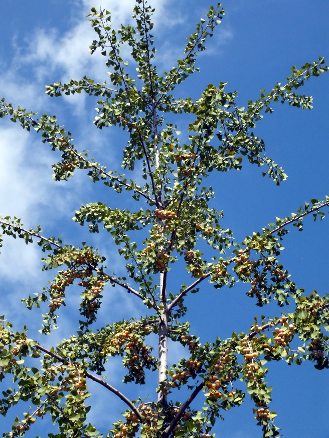 DSCF7527-0.jpg