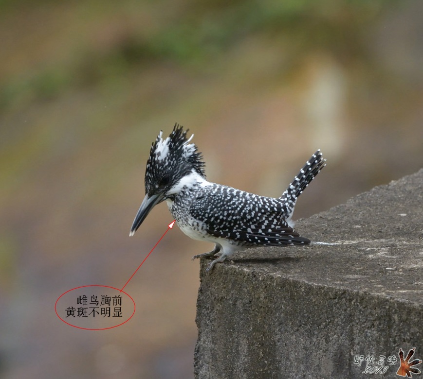 DSC_2890c.jpg