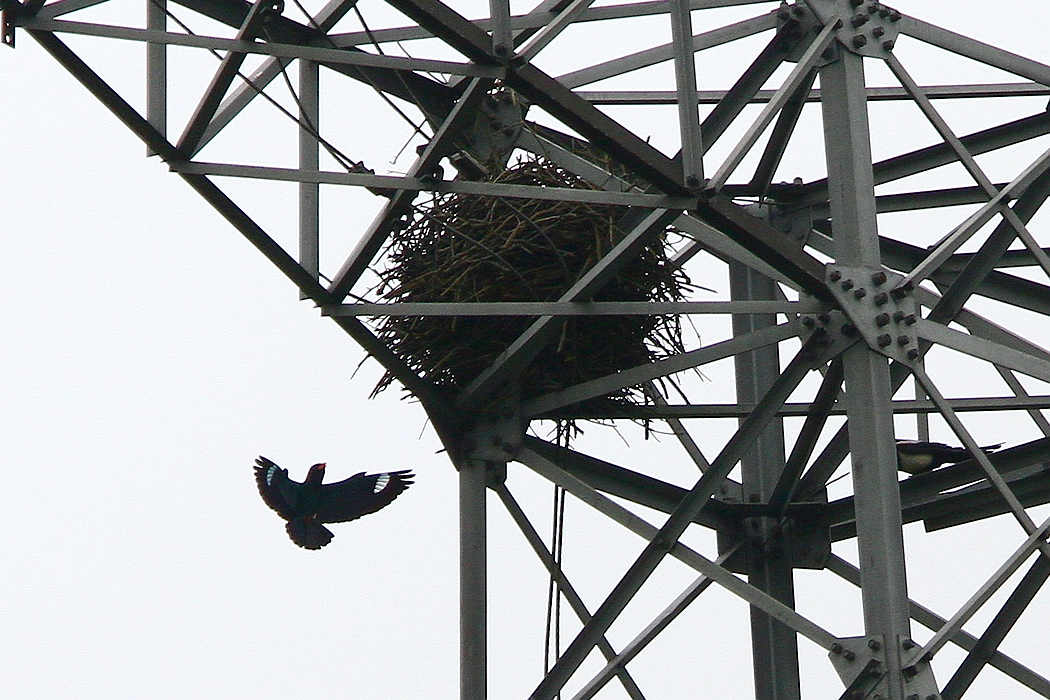 2012_06_17_0078a.jpg