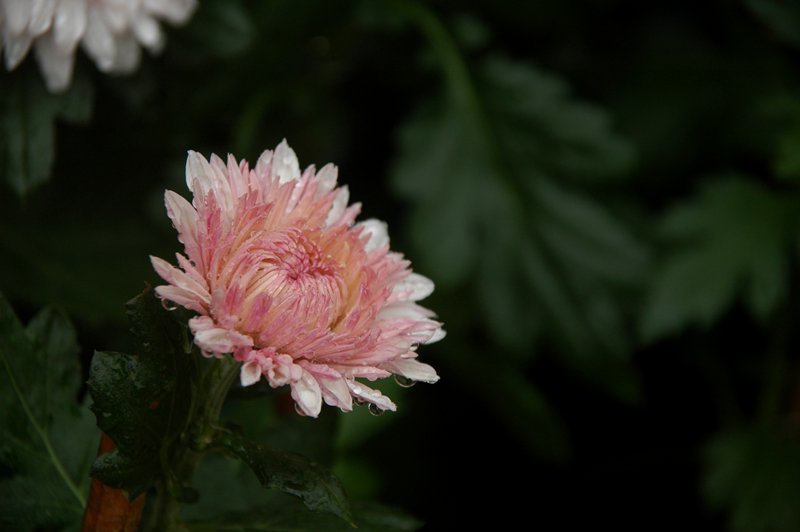 DSC_7911_.jpg