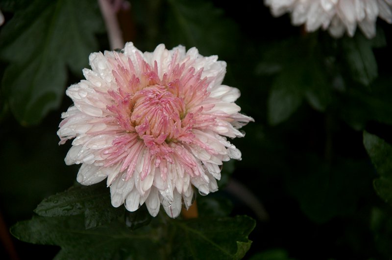 DSC_7909_.jpg