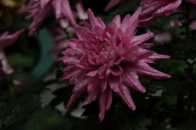DSC_8092_0.jpg