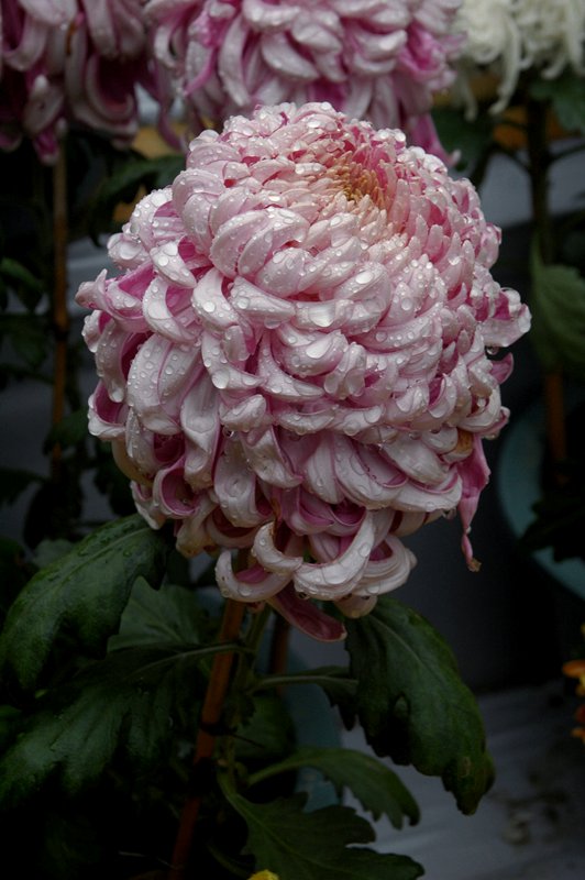 DSC_8124_0.jpg