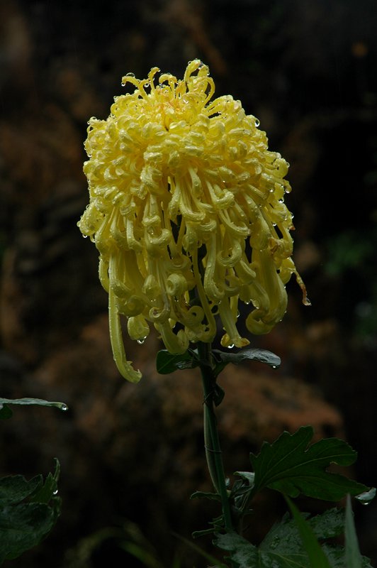 DSC_7961_.jpg
