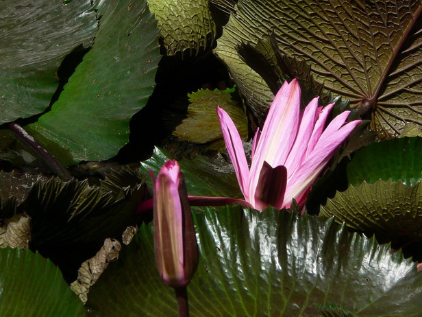 P1320556-0.jpg