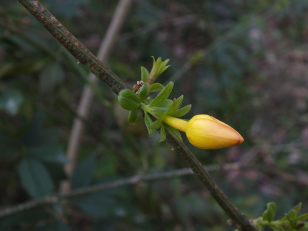 DSCF0594ӭ-0.jpg
