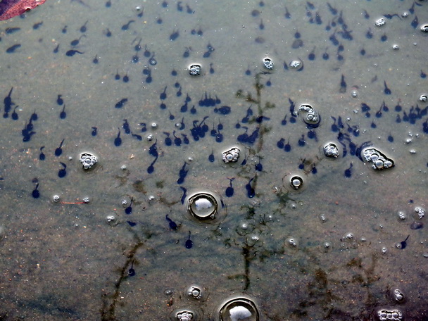 DSCF0596-0.jpg