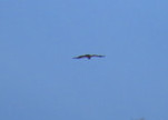 IMG_1776_.jpg