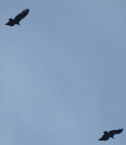 IMG_1780.jpg