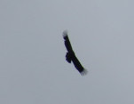IMG_1790_.jpg
