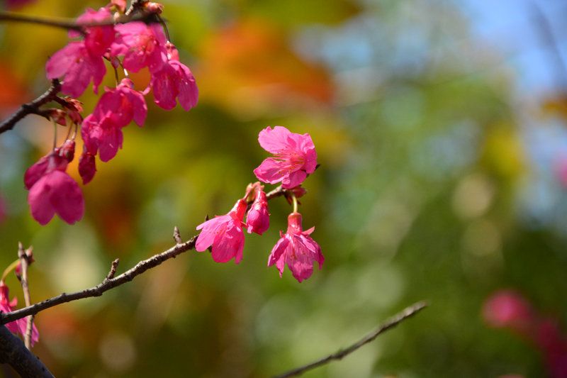 DSC_0743.jpg