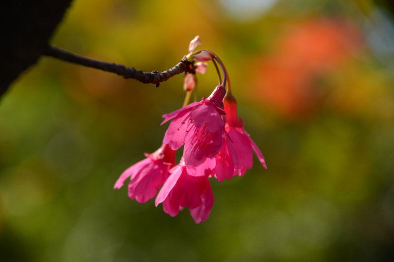 DSC_0741.jpg