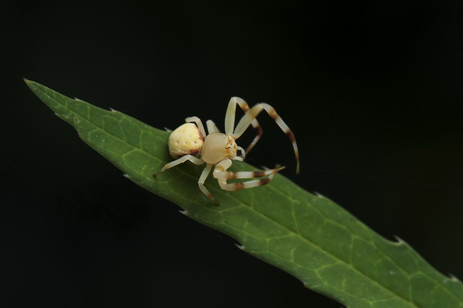 DSC_4468a.jpg