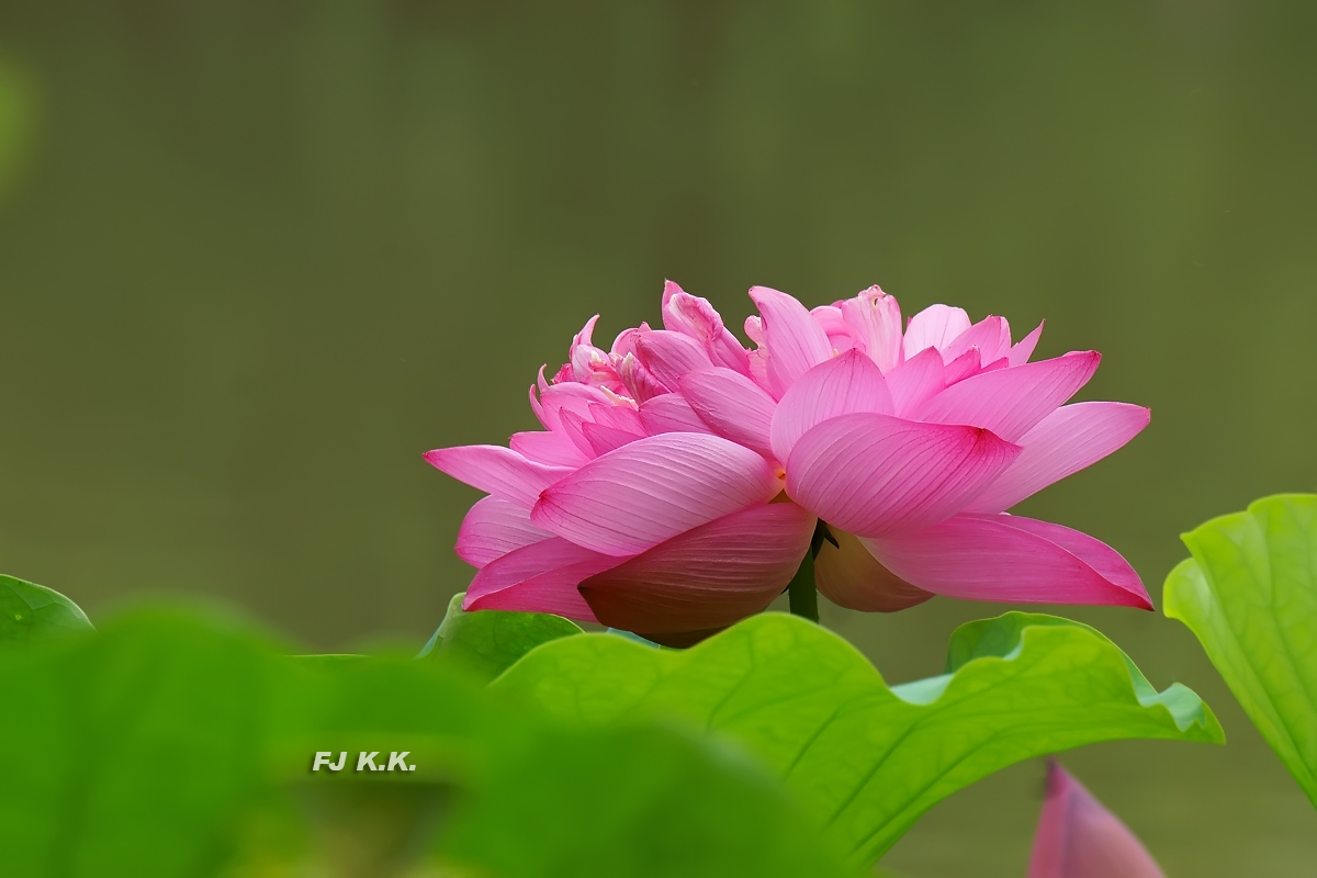 DSC01244a.jpg