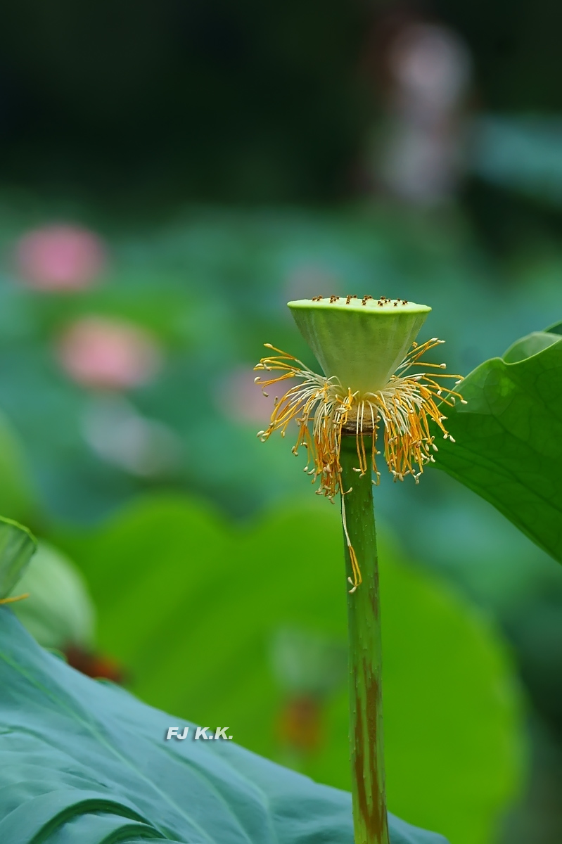 DSC01159a.jpg