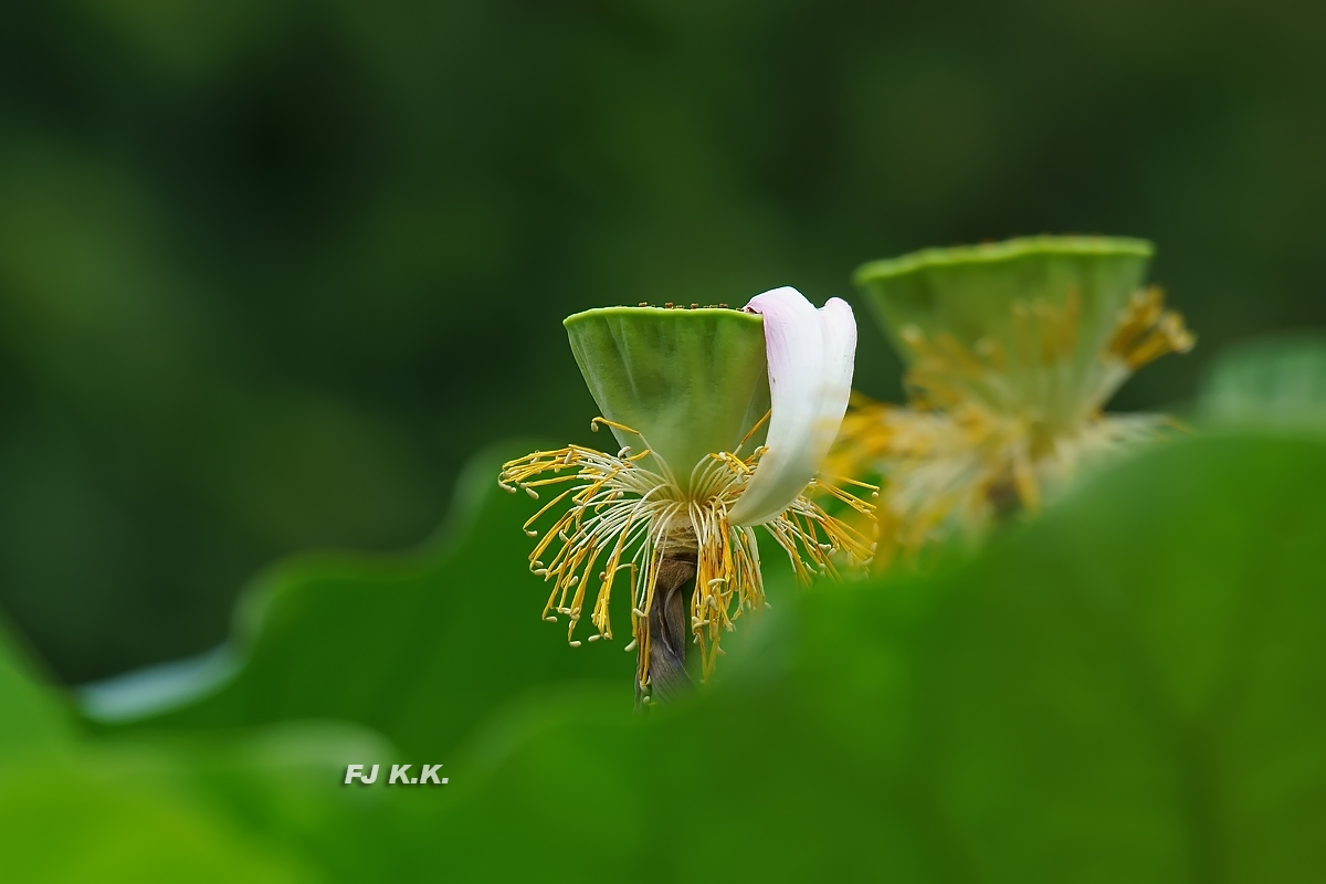 DSC01183a.jpg