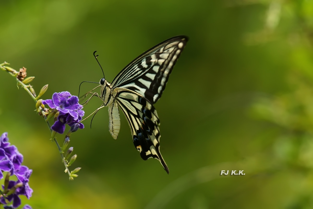 DSC02481a.jpg