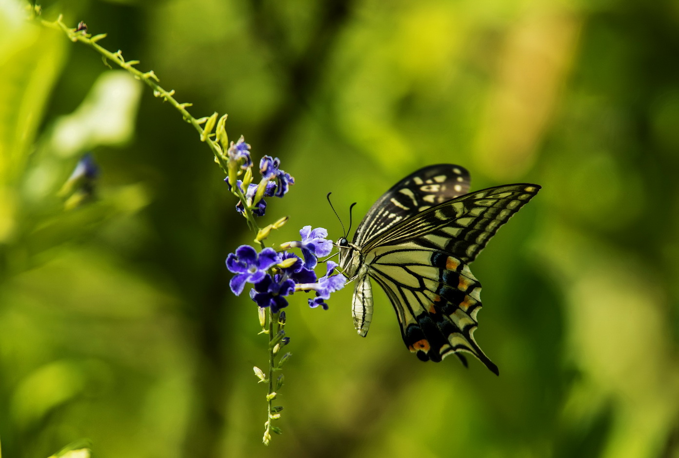 DSC_0989a.jpg