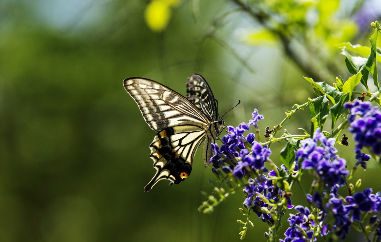 DSC_0983a.jpg