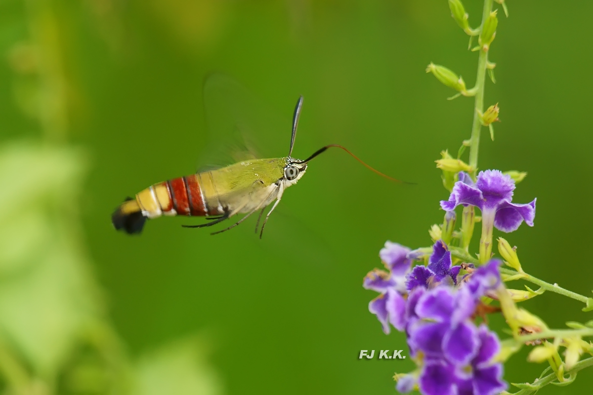 DSC07327a.jpg
