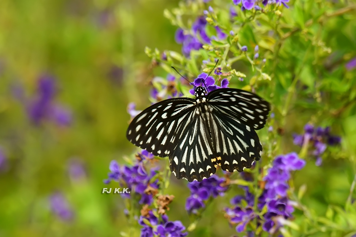 DSC07433a.jpg