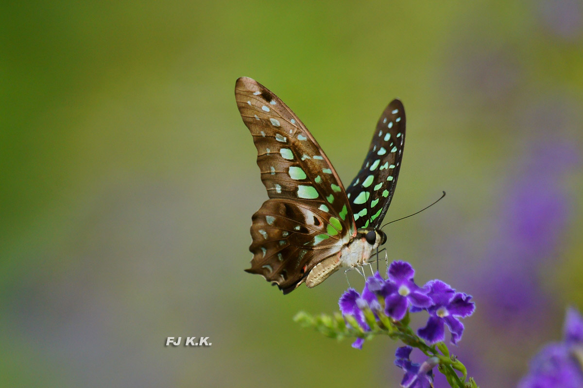 DSC09398a.jpg