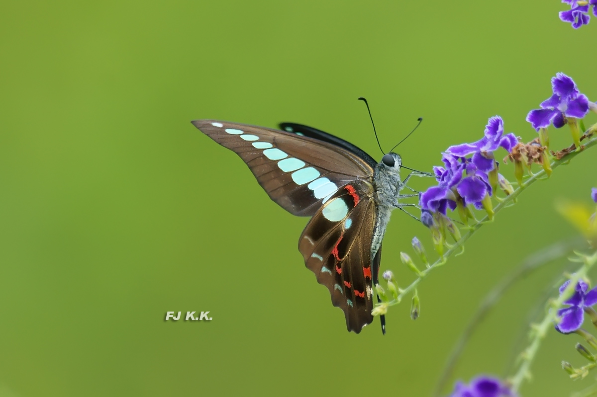 DSC07800a.jpg