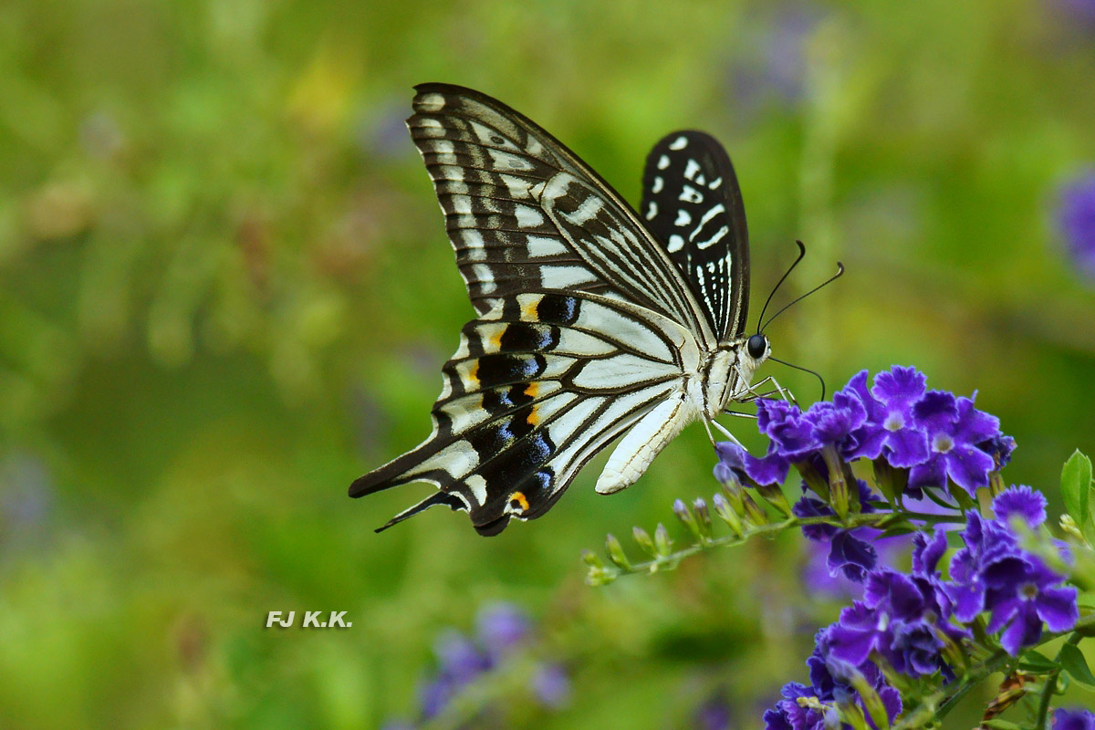 DSC09532a.jpg