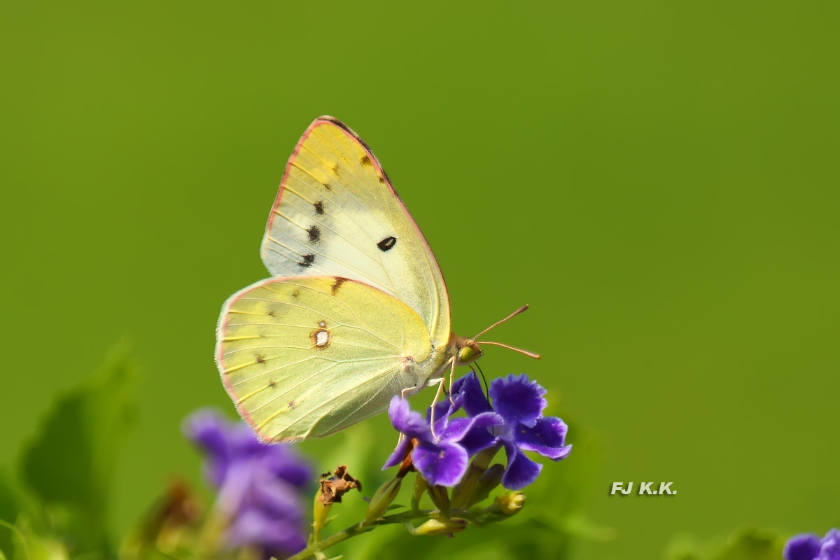 DSC01145a.jpg