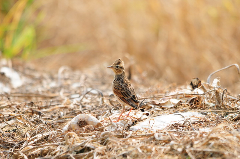 DSC_6864_��С��С.JPG