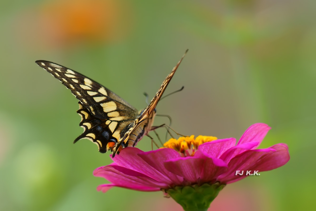 DSC04344a.jpg